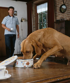 La nutrición para los perros diabéticos